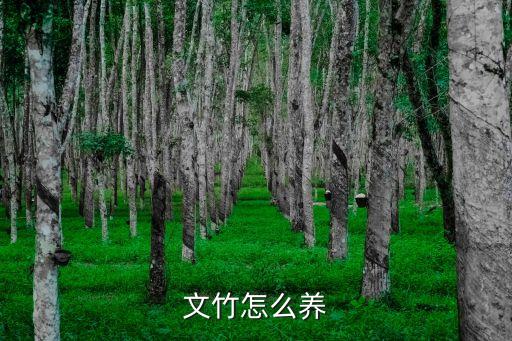 文竹怎么养