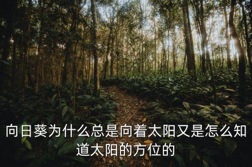 向日葵为什么总是向着太阳又是怎么知道太阳的方位的