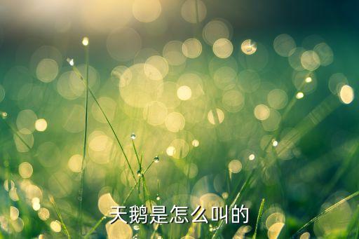 天鹅叫声，天鹅叫起来是什么声音