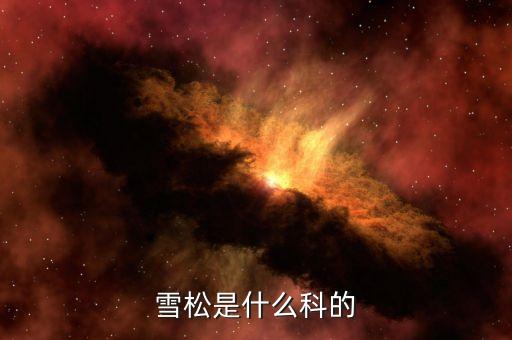 雪松是什么科的