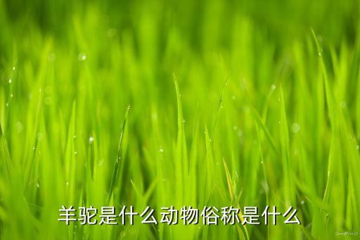 驼羊，驼羊是什么