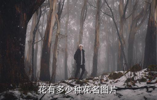 花图鉴，花有多少种花名图片