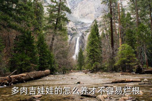 多肉吉娃娃的怎么养才不容易烂根