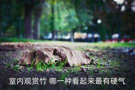 室内观赏竹 哪一种看起来最有硬气