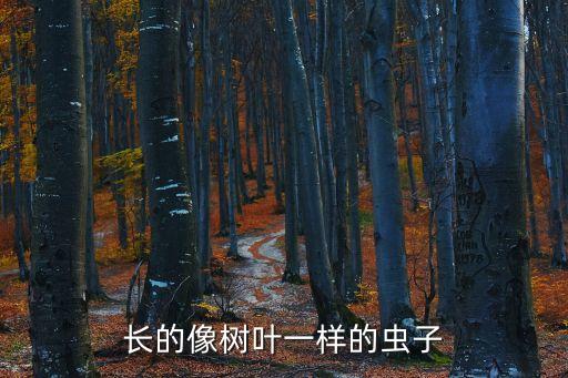 长的像树叶一样的虫子