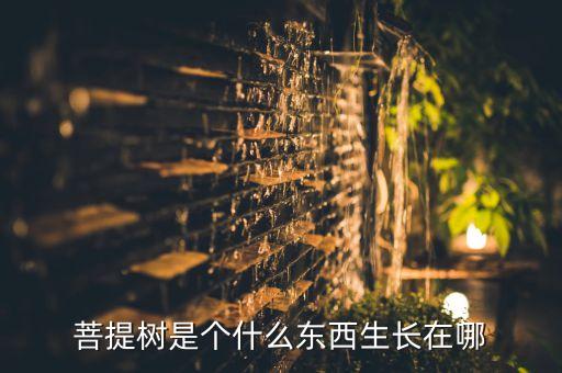 菩提树是个什么东西生长在哪