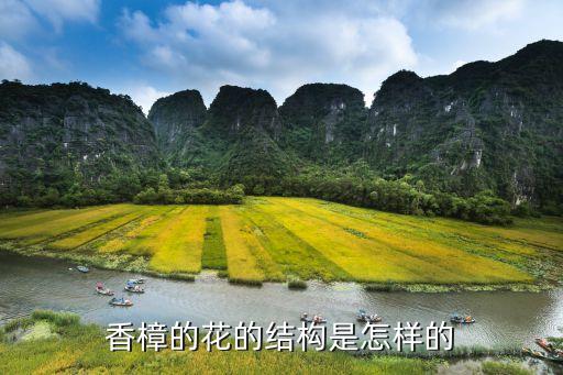 香樟的花的结构是怎样的