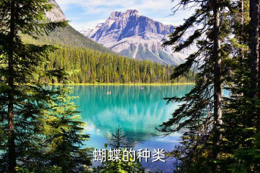 蝴蝶的品种，蝴蝶一共有多少种类啊