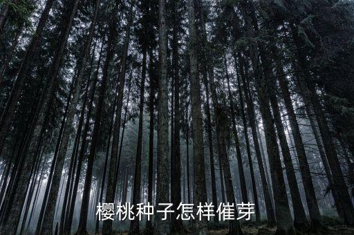 樱桃种子怎样催芽