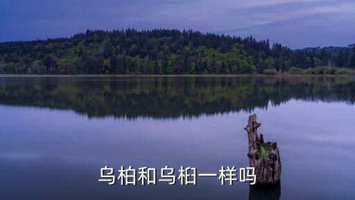 乌柏，刚栽上的乌桕为什么烂根
