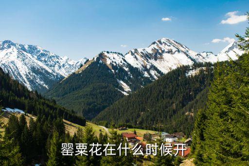 罂粟花在什么时候开