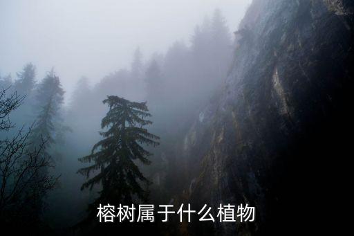 榕树，榕树属于什么植物