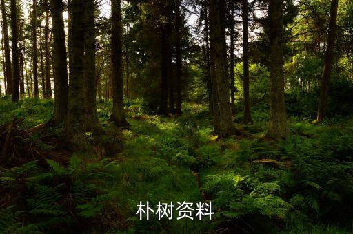 朴树资料