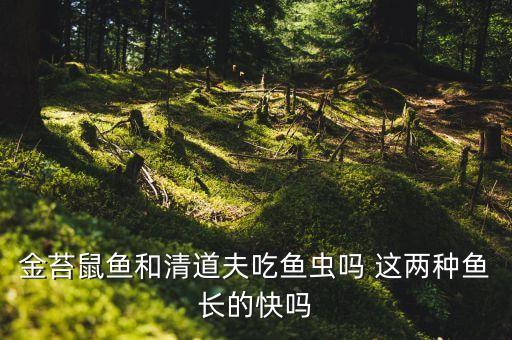 金苔鼠吃小鱼吗，金苔鼠鱼和清道夫吃鱼虫吗 这两种鱼长的快吗