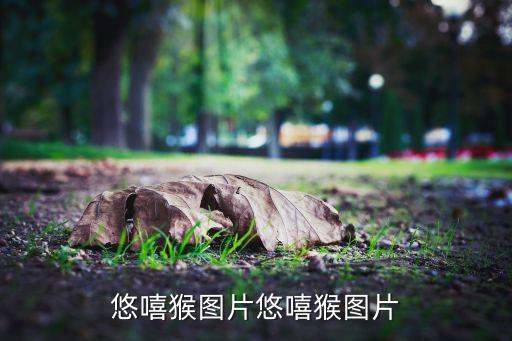 兔耳草图片，这是什么植物附上图片
