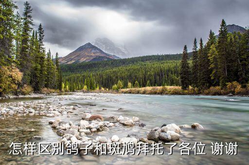 斑鸠和鸽子有什么区别，斑鸠和鸽子有什么区别