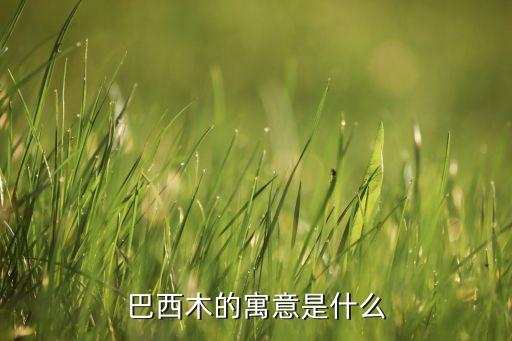 巴西木，巴西木开花吗
