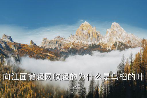 乌桕子，向江面撒起网收起的为什么是乌桕的叶子
