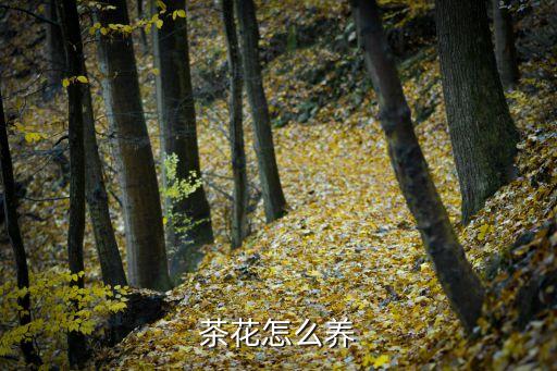 茶树花怎么养殖，怎样养茶花