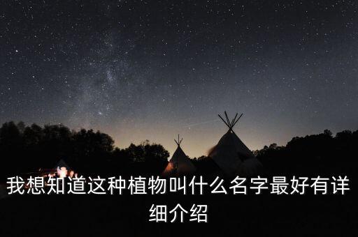 桂圆菊，我想知道这种植物叫什么名字最好有详细介绍