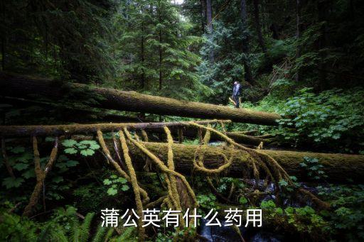 蒲公英茶的功效与作用及禁忌，蒲公英女性喝有什么作用
