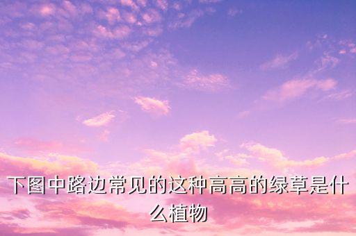 小飞蓬，下图中路边常见的这种高高的绿草是什么植物