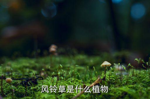 风铃草是什么植物
