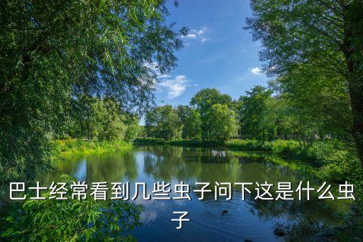 有翅蚜虫，巴士经常看到几些虫子问下这是什么虫子