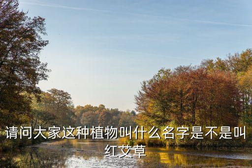 红艾草的图片，请问大家这种植物叫什么名字是不是叫红艾草