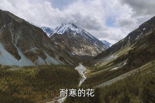 耐寒花卉，耐寒的花