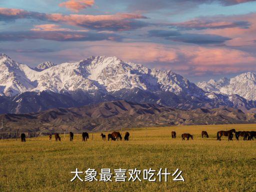 大象最喜欢吃什么