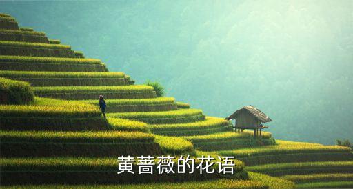 黄蔷薇的花语