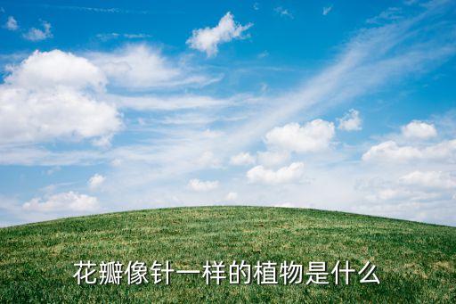 花瓣像针一样的植物是什么