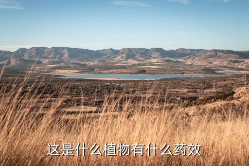 八角乌，八角乌有何功效