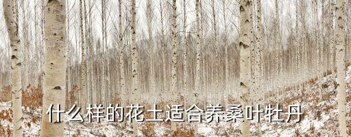 什么样的花土适合养桑叶牡丹