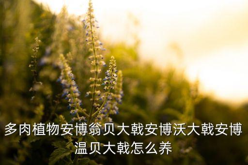多肉植物安博翁贝大戟安博沃大戟安博温贝大戟怎么养