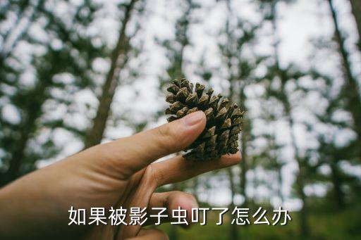 如果被影子虫叮了怎么办