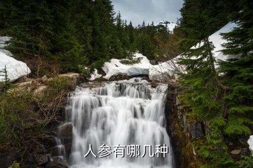 人参有哪几种