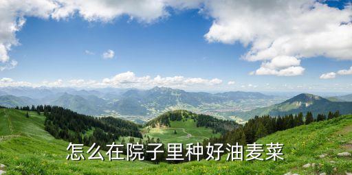 怎么在院子里种好油麦菜