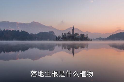 落地生根是什么植物