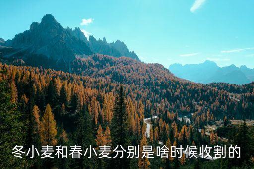 冬小麦和春小麦分别是啥时候收割的