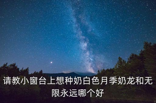 请教小窗台上想种奶白色月季奶龙和无限永远哪个好
