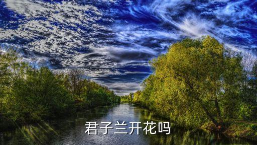 君子兰开花吗