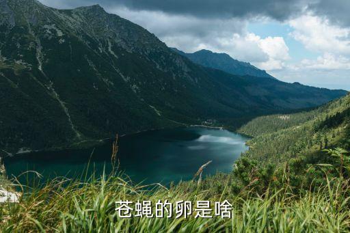 苍蝇的卵是啥