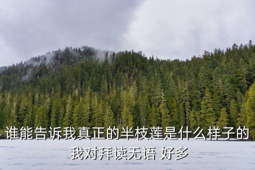 谁能告诉我真正的半枝莲是什么样子的 我对拜读无语 好多
