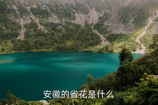 安徽的省花是什么
