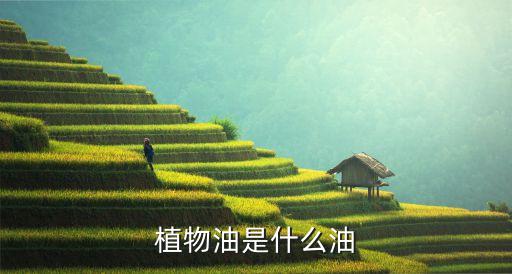 植物油是什么油