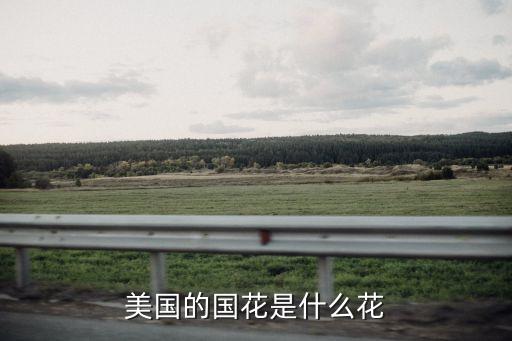 美国国花，美国的国花是什么花