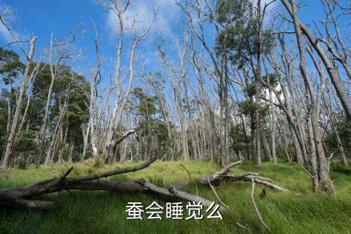 蚕会睡觉吗，蚕会睡觉么