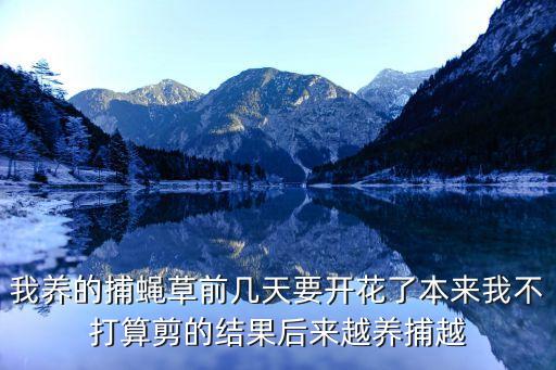 捕蝇草开花，这棵捕蝇草马上就要开花了会不会死去呢